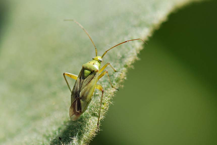 Miridae: due forme di colore di  Closterotomus norwegicus